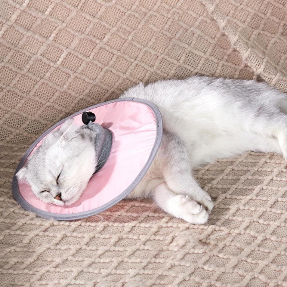 Collar isabelino para recuperación de gato cómodo