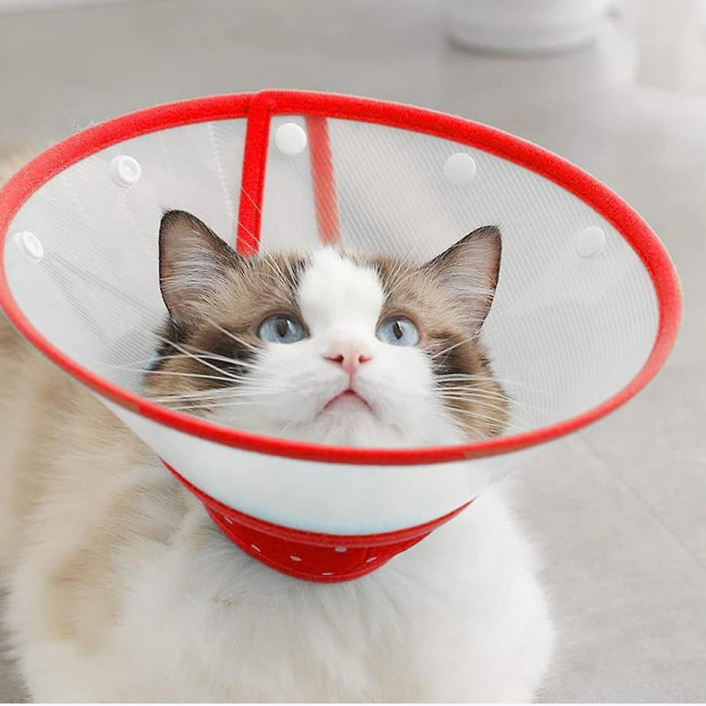 Collar de recuperación médica para gato cómodo