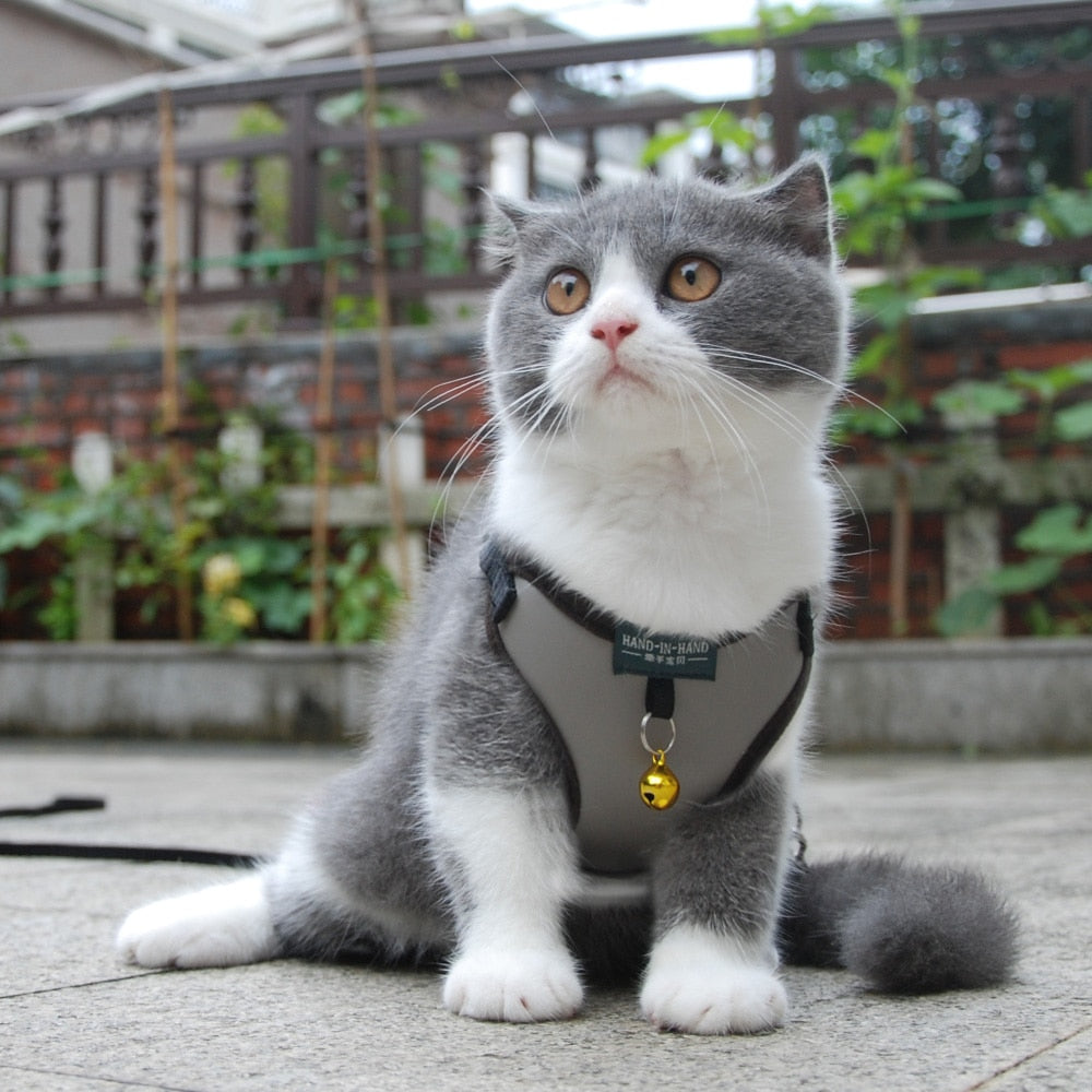 Arnés ajustable para gato con correa conjunto tierno