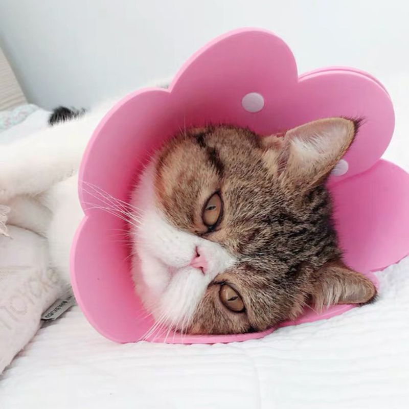 Collar de recuperación de gato con forma de flor rosa