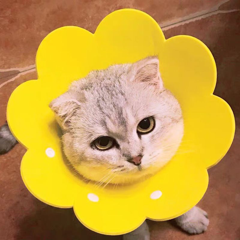 Collar de recuperación de gato con forma de flor amarillo