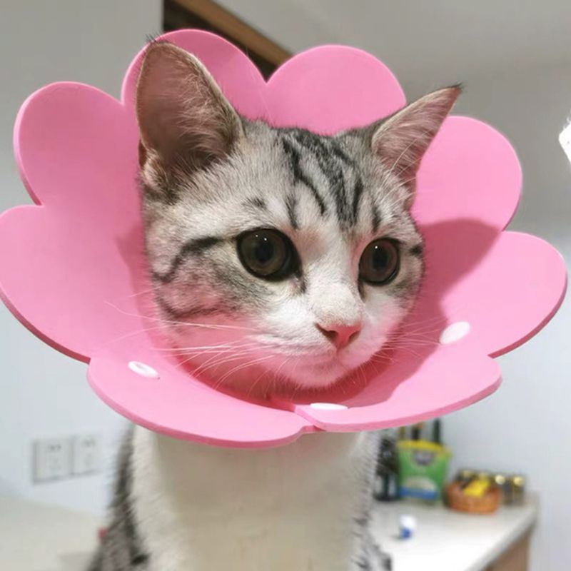 Collar de recuperación de gato con forma de flor tierno