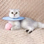 Collar isabelino para recuperación de gato azul
